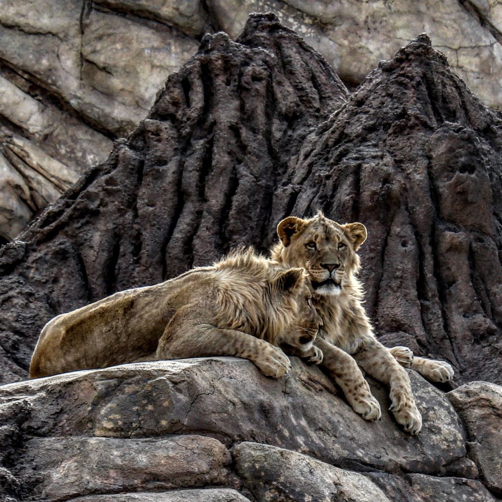 Two lions laying around at the Denver Zoo